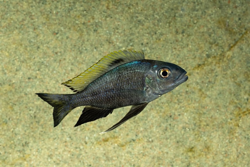 Cunningtonia longiventralis 'Ulwile Island'